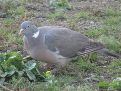 Columba palumbus