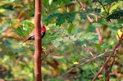 Hypargos niveoguttatus