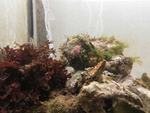 Hairy Porcelain Crab, Jacobahaven, 4675 RB Netherlands, photo 6 of 10