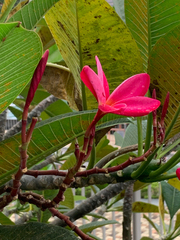 Plumeria rubra