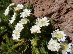 Leucheria daucifolia