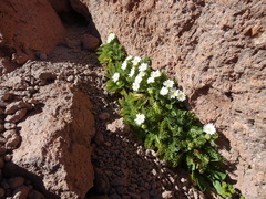 Leucheria daucifolia