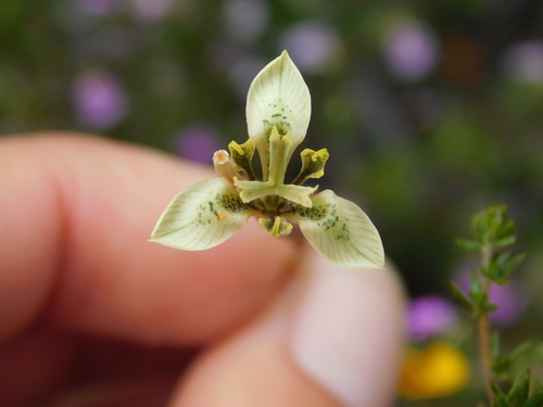 Image of Moraea unguiculata by (c) Rebecca Ryen-Stols, some rights reserved (CC BY-SA)