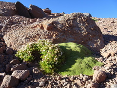 Leucheria daucifolia