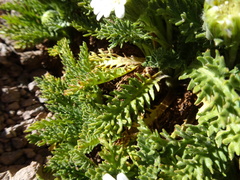 Leucheria daucifolia