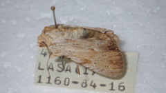 Apamea lithoxylaea