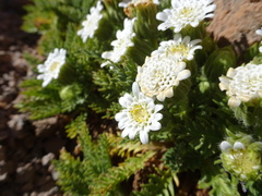 Leucheria daucifolia