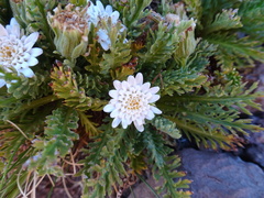 Leucheria daucifolia