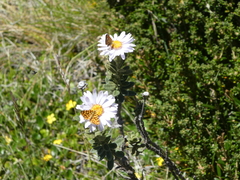 Chrysolarentia chrysocyma