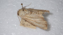 Apamea lithoxylaea