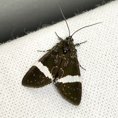 Coenotoca subaspersa