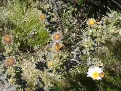 Chrysolarentia chrysocyma