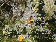 Chrysolarentia chrysocyma