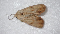 Apamea lithoxylaea