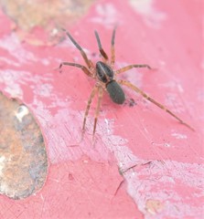 Scotina celans