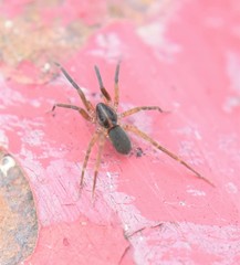Scotina celans