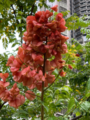 Koelreuteria bipinnata