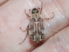 Isonychus arizonensis