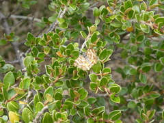 Chrysolarentia polycarpa