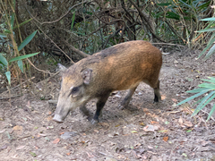 Sus scrofa moupinensis
