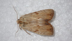 Apamea lithoxylaea