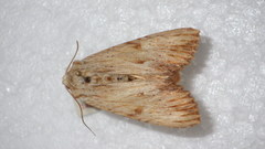 Apamea lithoxylaea