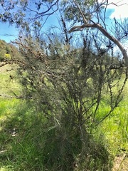 Allocasuarina paludosa