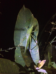 Neoconocephalus robustus