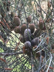Allocasuarina paludosa