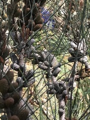 Allocasuarina paludosa