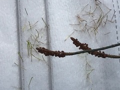 Allocasuarina paludosa
