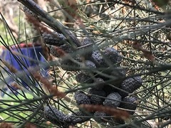 Allocasuarina paludosa