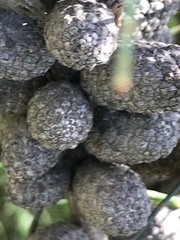 Allocasuarina paludosa