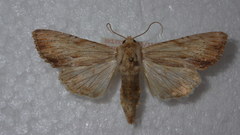 Apamea lithoxylaea