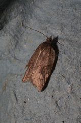 Acleris sparsana