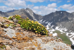 Rhodiola quadrifida