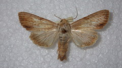 Apamea lithoxylaea