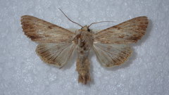 Apamea lithoxylaea
