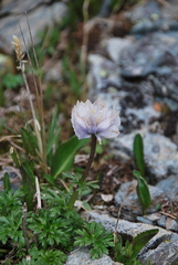Trollius lilacinus