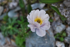 Trollius lilacinus