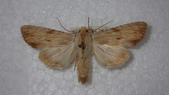 Apamea lithoxylaea