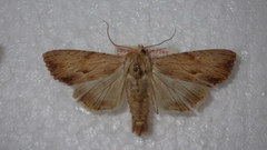 Apamea lithoxylaea