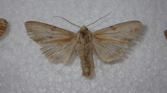 Apamea lithoxylaea