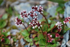 Micranthes melaleuca