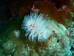 Protula bispiralis
