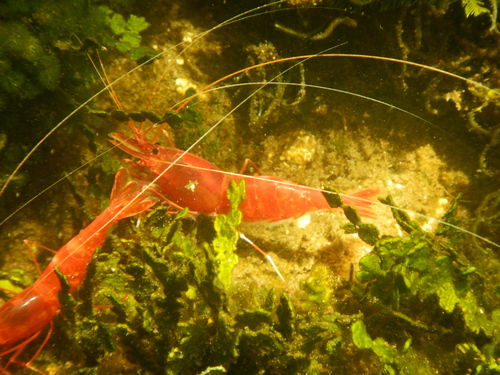 Parhippolyte uveae