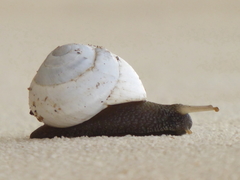 Sphincterochila candidissima