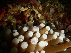 Ancylomenes sarasvati