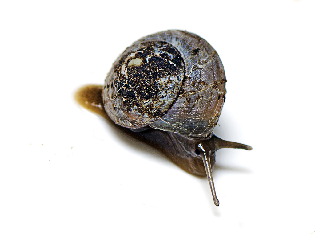 Keeled Droplet-snail