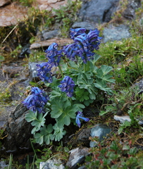 Corydalis pauciflora